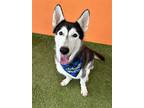 Adopt KIBA a Siberian Husky
