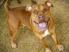 Adopt SEBASTIAN a American Staffordshire Terrier