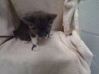 Adopt UNKOWN a Manx