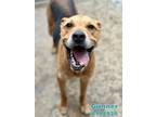 Adopt GUNNER a German Shepherd Dog