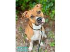 Adopt JASON a Boxer