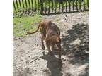 Adopt Duke 25293 a Vizsla