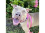Adopt Hootie a Pit Bull Terrier