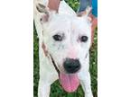 Adopt Pongo a Hound, Australian Cattle Dog / Blue Heeler