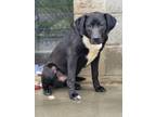 Adopt Swiss Roll a Labrador Retriever