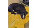 Adopt Harley a Pit Bull Terrier