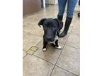 Adopt Hackleberry 122987 a Shepherd, Pit Bull Terrier