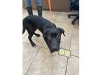 Adopt Hickory 122987 a Shepherd, Pit Bull Terrier