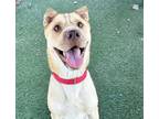 Adopt DINGO a Shar-Pei, Mixed Breed