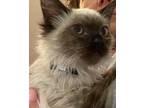 Leonardo D’kitty Siamese Adult Male