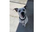 Adopt Otis a Mixed Breed