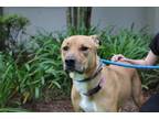 Rhea Boxer Adult Female