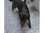 Lucille Labrador Retriever Adult Female