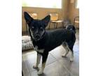 Adopt Sparks a Husky, Shepherd