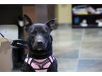 Adopt Rex a Staffordshire Bull Terrier, Mixed Breed