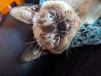 Marcel24 Siamese Young Male