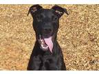 Adopt AXL a Doberman Pinscher, Mixed Breed