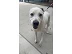 Hunter American Bulldog Adult Male