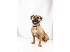 Adopt Leo a Bullmastiff, Mixed Breed