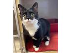 Adopt Ollie a Domestic Short Hair