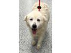 Alaska Great Pyrenees Adult Female