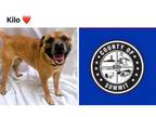 Adopt LILO a Pug, Beagle