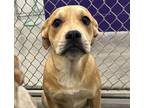 Toast Great Pyrenees Puppy Female