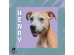 Adopt Henry a Mixed Breed