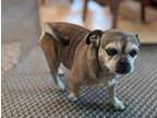 Girdie Pug Adult Female