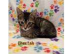 Cheetah Domestic Shorthair Kitten Male