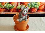 Blinky Domestic Shorthair Kitten Female