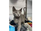 Adopt Happy a Domestic Short Hair