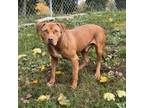 Adopt Martian a Pit Bull Terrier, Mixed Breed