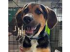 Koi Hound (Unknown Type) Puppy Male