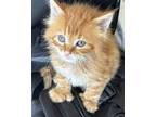 Butters Maine Coon Kitten Male