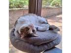 Adopt Cecil a Domestic Short Hair