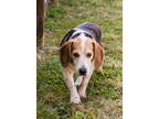 Adopt Huck a Beagle