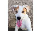 Adopt Megumi a Mixed Breed