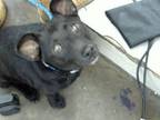 Adopt DUKE a Parson Russell Terrier, Mixed Breed