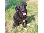 Adopt Mylo a Labrador Retriever, Border Collie