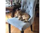 Adopt Goldie a American Shorthair