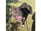 Adopt Waylon a American Staffordshire Terrier