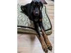 Adopt Silas a Doberman Pinscher