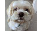 Adopt Kobe #481 a Lhasa Apso, Mixed Breed