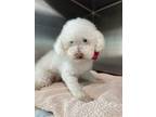 Adopt Snowball #480 a Bichon Frise