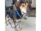 Adopt Cooper Davis a Beagle