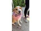 Adopt Arvin $400 a Labrador Retriever, Mixed Breed