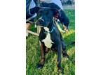 Adopt Skeeter $450 a Labrador Retriever, Terrier