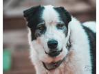 Adopt Yeti a Great Pyrenees, Mixed Breed