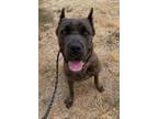 Adopt DUKE a Cane Corso